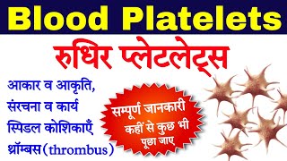 रुधिर प्लेटलेट्स  Blood platelets in hindi  platelets  rudhir platelets  thrombocytes function [upl. by Kentigera]