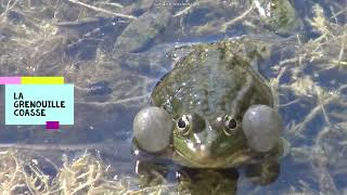 CRI DE LA GRENOUILLE🐸 LA GRENOUILLE COASSE🐸 [upl. by Sparkie]