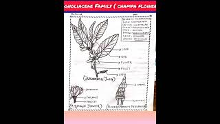 3 4th sem botany honors core 10  Magnoliaceae Family champa flower💫💫💫✨✨✨💓💓💓💓 [upl. by Jehius]