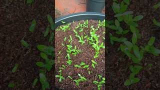 How to prevent and fix leggy seedlings [upl. by Htiekram]