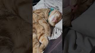 Catnipscat naps cat catvideos sleep catnap catnip [upl. by Isdnil440]