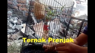 Cara Ternak Burung Prenjak di Kandang Lovebird [upl. by Hueston]