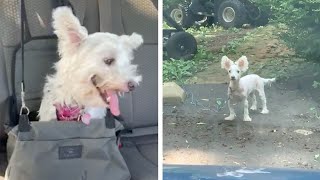 Mum Gives Dog A Shocking AtHome Haircut [upl. by Minnie]