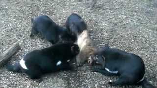 Tasmanian Devils eating tasty Wombat [upl. by Guildroy914]