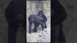 adorable gorilla brotherly love 😍🤣 gorillatag 金剛猩猩 台北市立動物園 shorts [upl. by Anas]