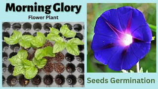 Morning Glory Flower Seeds Germination l Ipomoea Purpurea [upl. by Aset550]