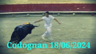 Codognan 18062024 Course camarguaise [upl. by Ycniuq]