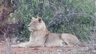 Botswana Simbabwe Safari Vicfalls Vlog [upl. by Timus]