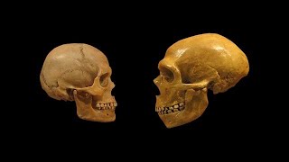 Neanderthals vs Homo Sapiens Who Was Better [upl. by Guglielma385]