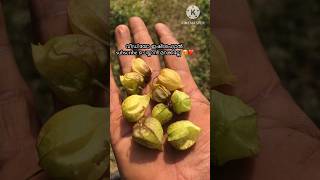 ഞൊട്ടാഞ്ഞൊടിയൻ കഴിച്ചാൽ ഉള്ള ഗുണങ്ങൾ😱goldenberry medicinal plant viral shorts trend [upl. by Sang119]