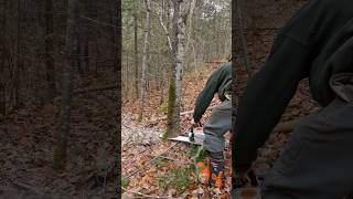 cutting a maple treecanada treecutting northlife chainsaw stihl [upl. by Philbert533]