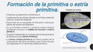 Embriología Humana [upl. by Campy461]