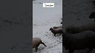 Winter is here ❄️🐑❄️🐑❄️🇨🇭Nidwalden carolinepirskanen Switzerland [upl. by Oaht]