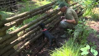 Jagdhundeausbildung im Schwarzwildgatter [upl. by Saisoj]