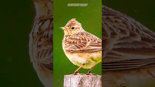 Singing Bird  Eurasian Skylark  birds shorts ytshorts [upl. by Iidnarb]