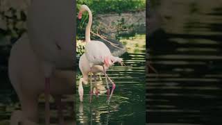 Fascinating Flamingos 3 Fun Facts About These Vibrant Birds [upl. by Mosley81]