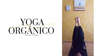 🔝 POSTURAS INVERTIDAS en Yoga Orgánico movimiento de fluidos  Somática [upl. by Yuh]