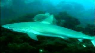 Documentário Fernando de Noronha  Cap 08  Mergulho com Barracudas e Tubarões [upl. by Elaine]