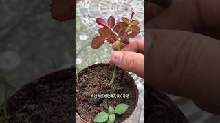 🌿How to grow rose🌹plant ☘️ rose gardening [upl. by Aknaib]