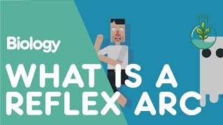 What is a Reflex Arc  Physiology  Biology  FuseSchool [upl. by Wesa]