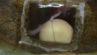 Shark Egg Window Proves Even As Babies Theyre Scary Video  TreeHuggerflv [upl. by Yentuoc]