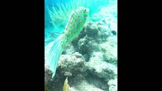 Scrawled Filefish filefish scrawledfilefish coralreef underwater fish [upl. by Nyrrek]