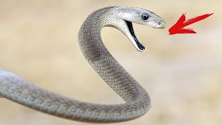 Le serpent le plus dangereux du monde  estil possible de survivre à une morsure de mamba noir [upl. by Lian]