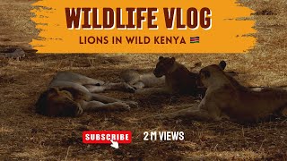 Watching the lions of Tsavo National Park in Kenya 🇰🇪 Momoz World [upl. by Pirri638]