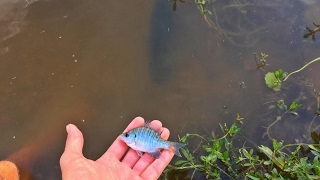 Bass Love Bluegill [upl. by Coop31]