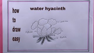 how to draw water hyacinth easywater hyacinth drawing easy [upl. by Letnom]