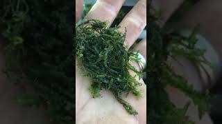 How to grow liverwort Chiloscyphus polyanthos St Winifrid’s MossPale Liverwort [upl. by Nifled]