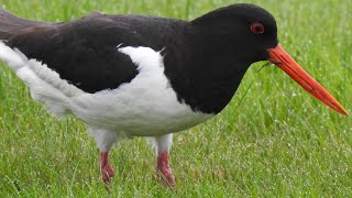 Oystercatcher Call Strandskade lyd Huîtrier pie chant Scholekster roept [upl. by Gratt]