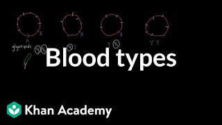 Blood types  Human anatomy and physiology  Health amp Medicine  Khan Academy [upl. by Nilsoj]