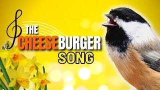 Blackcapped Chickadee Cheeseburger  Fee Bee Song Explained  What Does it Mean [upl. by Eustace]