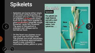 Practical no 11 Flower biology emasculation and hybridization techniques in Rice [upl. by Hana357]