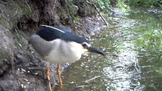 Nycticorax nycticorax Nitticora 034 [upl. by Eirollam]