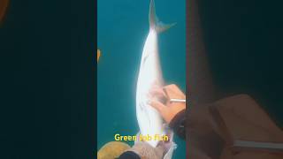 green Job fish subscribe shortvideo [upl. by Marilyn392]