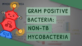 Gram Positive Bacteria NonTB Mycobacteria [upl. by Adiela]