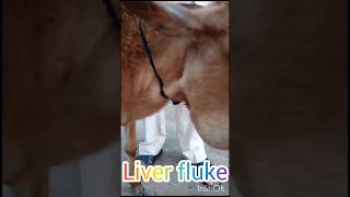 Treatment of liver fluke in heaferPKviralvideovillagevlogvillagegVillageDailyLifeHookFishing [upl. by Anitnahs]