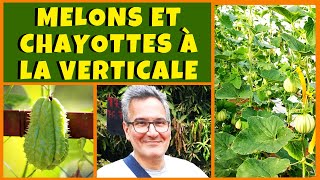 Melons et chayottes  culture à la verticale pour les petits potagers [upl. by Kessel522]