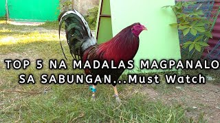 TOP5 BEST GAMEFOWL BLOODLINES  pinakamalalakas at nagpapanalo na manok [upl. by Rennoc39]