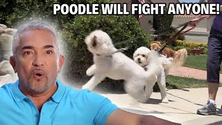 These Aggressive Poodles Will Fight Anyone  Cesar 911 Season 2 Ep 6  Part 2 [upl. by Ryhpez934]