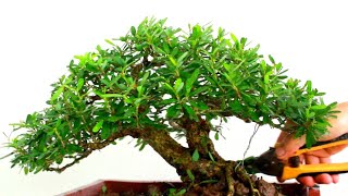 26 linh sam bonsai  bonsaisn [upl. by Eelrahc]