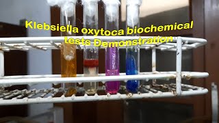 Klebsiella oxytoca biochemical tests Demonstration [upl. by Ethe]