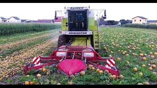 Kürbisernte mit einem MÄHDRESCHER  2x Claas  Kürbisernten  Agrarprofi [upl. by Anastasius]