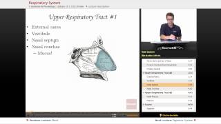 quotRespiratory Systemquot  Anatomy amp Physiology with Educatorcom [upl. by Geraint]