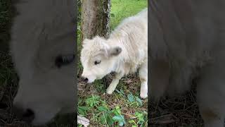 Highland getting her itch out highlandcow homestead pet cow minicow farmlifebestlife farm [upl. by Archaimbaud870]