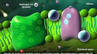 Photosynthesis Light reaction Calvin cycle Electron Transport 3D Animation [upl. by Suzi728]