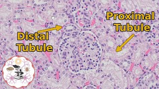 Kidney Histology  Proximal vs Distal Tubules  Urine for a Good Time [upl. by Nirroc]