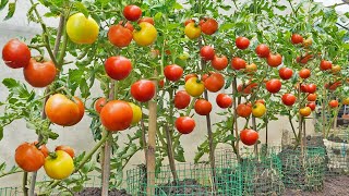 No need to buy tomatoes anymore Here is the Tomato Growing Solution for your family [upl. by Ahsatsan]